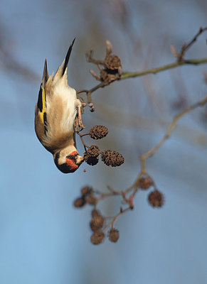 BUITEN BEELD Foto: 308308