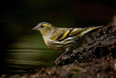 BUITEN BEELD Foto: 308310