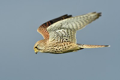 BUITEN BEELD Foto: 308316