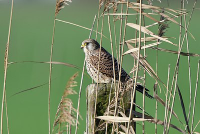 BUITEN BEELD Foto: 308349