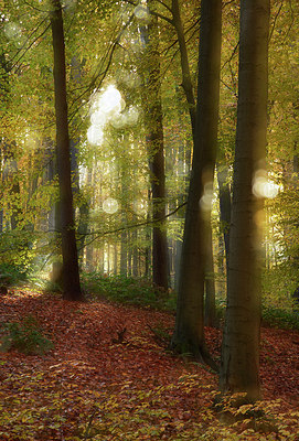 BUITEN BEELD Foto: 308356