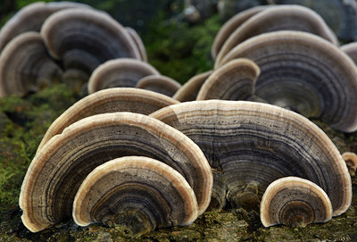 BUITEN BEELD Foto: 308368