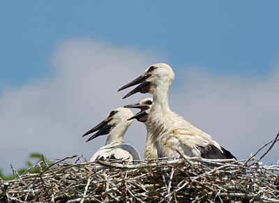 BUITEN BEELD Foto: 308373