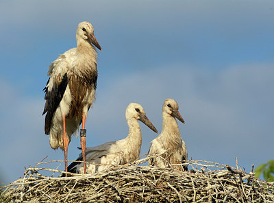 BUITEN BEELD Foto: 308378