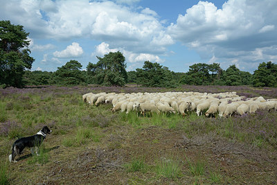BUITEN BEELD Foto: 308380