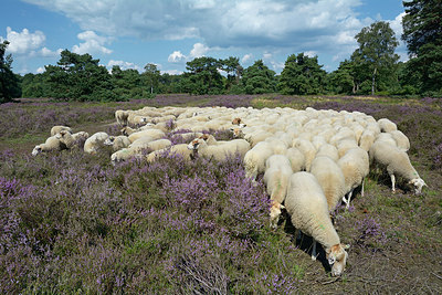 BUITEN BEELD Foto: 308381