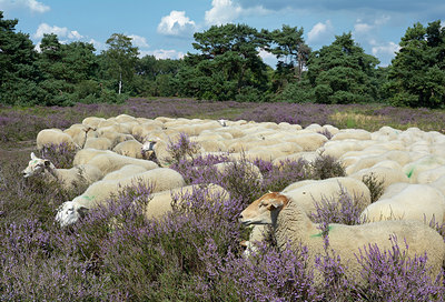 BUITEN BEELD Foto: 308382