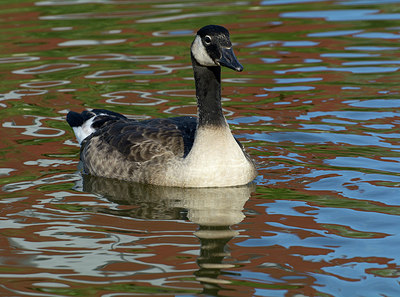 BUITEN BEELD Foto: 308398