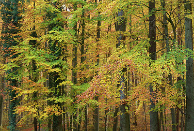 BUITEN BEELD Foto: 308414