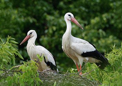 BUITEN BEELD Foto: 308421