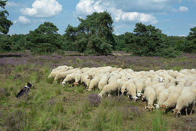 BUITEN BEELD Foto: 308424