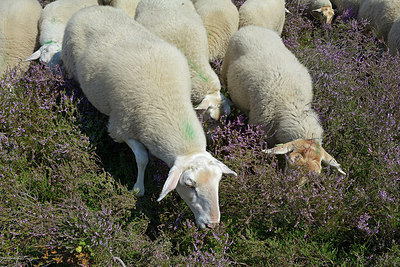 BUITEN BEELD Foto: 308426