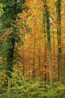 BUITEN BEELD Foto: 308438