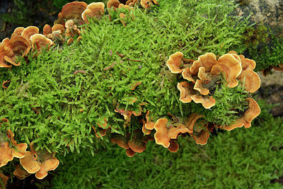 BUITEN BEELD Foto: 308440