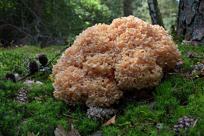 BUITEN BEELD Foto: 308441