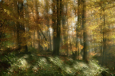 BUITEN BEELD Foto: 308450