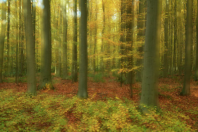 BUITEN BEELD Foto: 308454