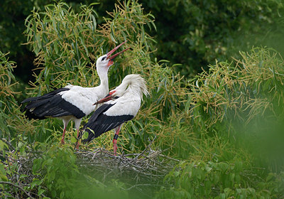 BUITEN BEELD Foto: 308463