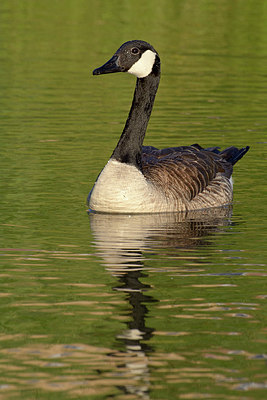 BUITEN BEELD Foto: 308472