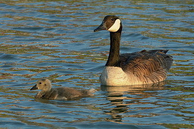 BUITEN BEELD Foto: 308475