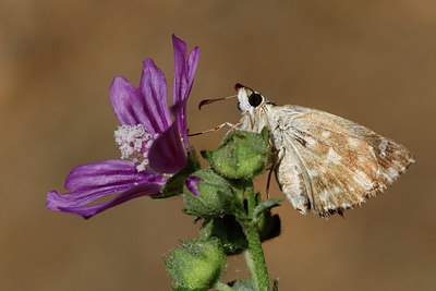 BUITEN BEELD Foto: 308477