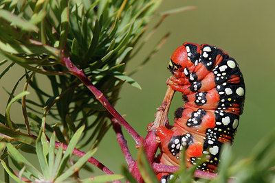 BUITEN BEELD Foto: 308526