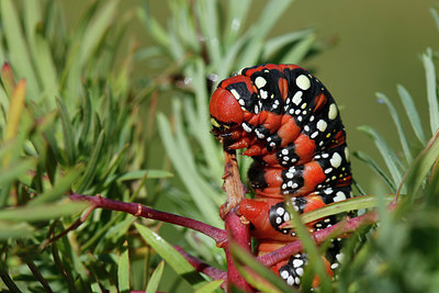 BUITEN BEELD Foto: 308532