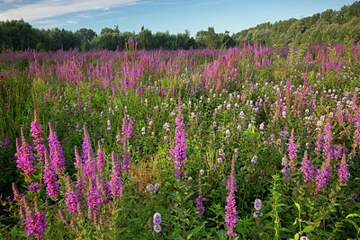 BUITEN BEELD Foto: 308568