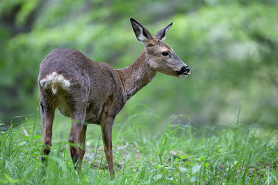 BUITEN BEELD Foto: 308624