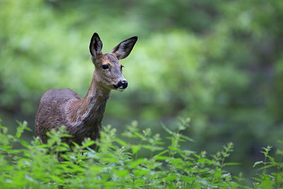 BUITEN BEELD Foto: 308625