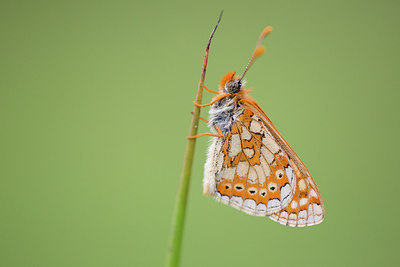 BUITEN BEELD Foto: 308637