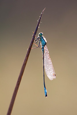 BUITEN BEELD Foto: 308641