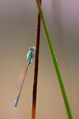 BUITEN BEELD Foto: 308642