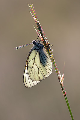 BUITEN BEELD Foto: 308643