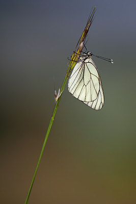 BUITEN BEELD Foto: 308644