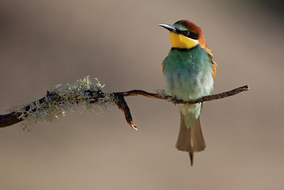 BUITEN BEELD Foto: 308658