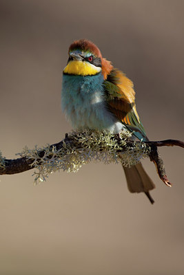 BUITEN BEELD Foto: 308659