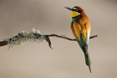 BUITEN BEELD Foto: 308660