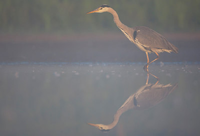 BUITEN BEELD Foto: 308666