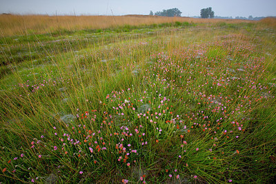 BUITEN BEELD Foto: 308846