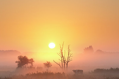 BUITEN BEELD Foto: 308905