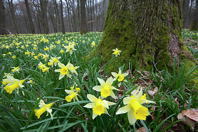 BUITEN BEELD Foto: 308956