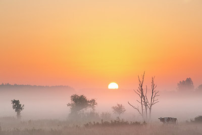 BUITEN BEELD Foto: 308969
