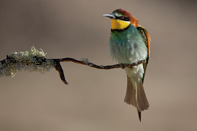 BUITEN BEELD Foto: 308986