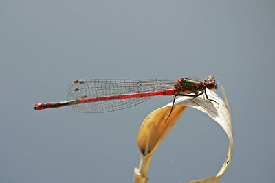 BUITEN BEELD Foto: 30009