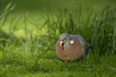 BUITEN BEELD Foto: 30025