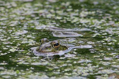 BUITEN BEELD Foto: 30034