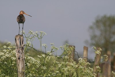 BUITEN BEELD Foto: 30075