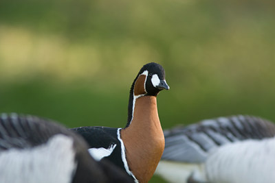 BUITEN BEELD Foto: 30080