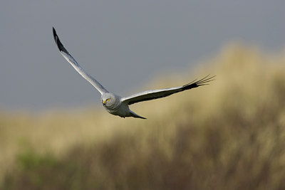 BUITEN BEELD Foto: 30081